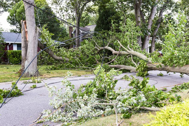 Tree Blocking Driveway