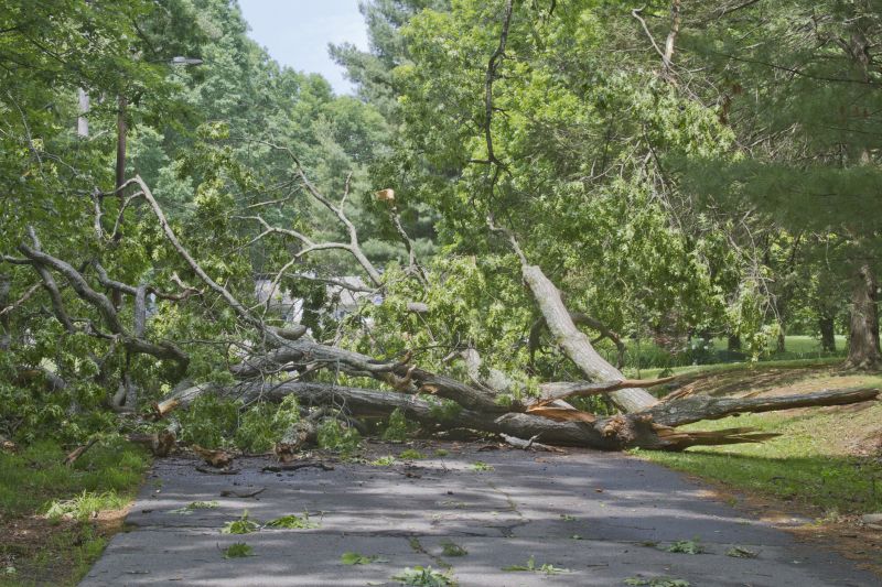 Fallen Tree on Roadside