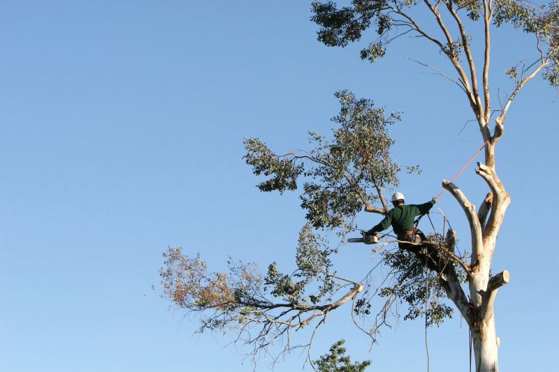 Arborist at Work