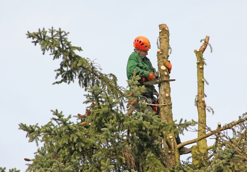 Tree Care Equipment