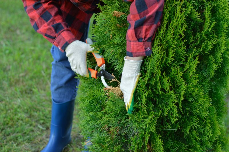 Understanding Tree Trimming Costs — Cost of Tree Trimming