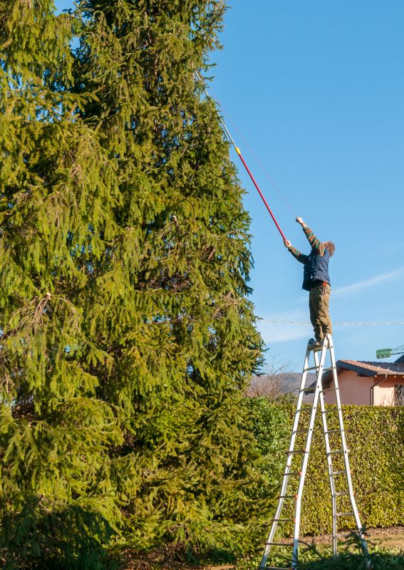 Understanding Tree Trimming Costs — Cost of Tree Trimming