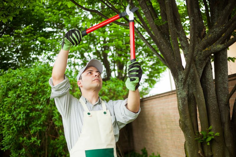 Understanding Tree Trimming Costs — Cost of Tree Trimming
