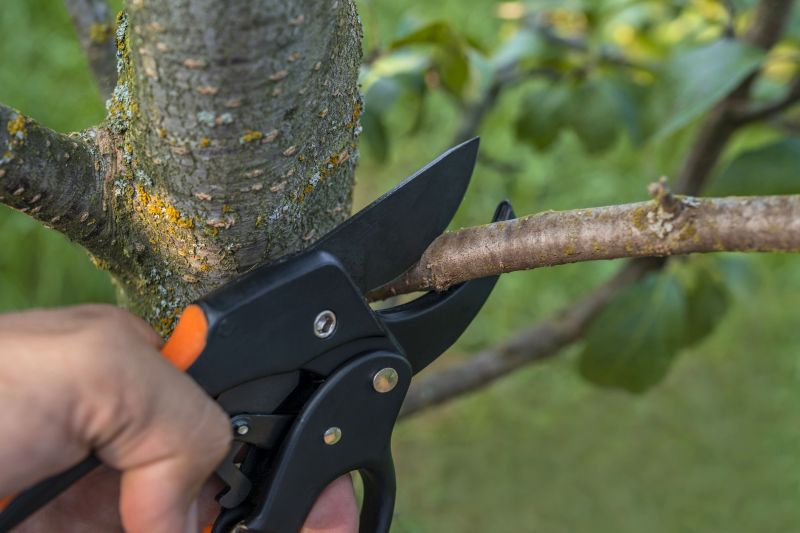 Understanding Tree Trimming Costs — Cost of Tree Trimming