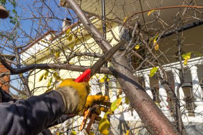 Understanding Tree Trimming Costs — Cost of Tree Trimming