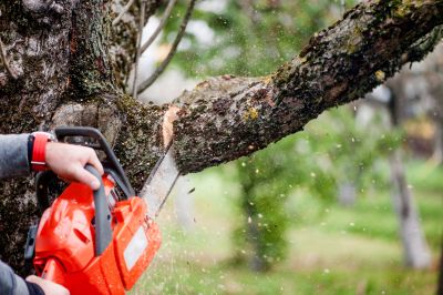 Inside Tree Trimming Equipment