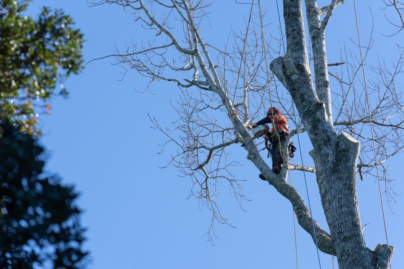 Professional Tree Climbing Teams