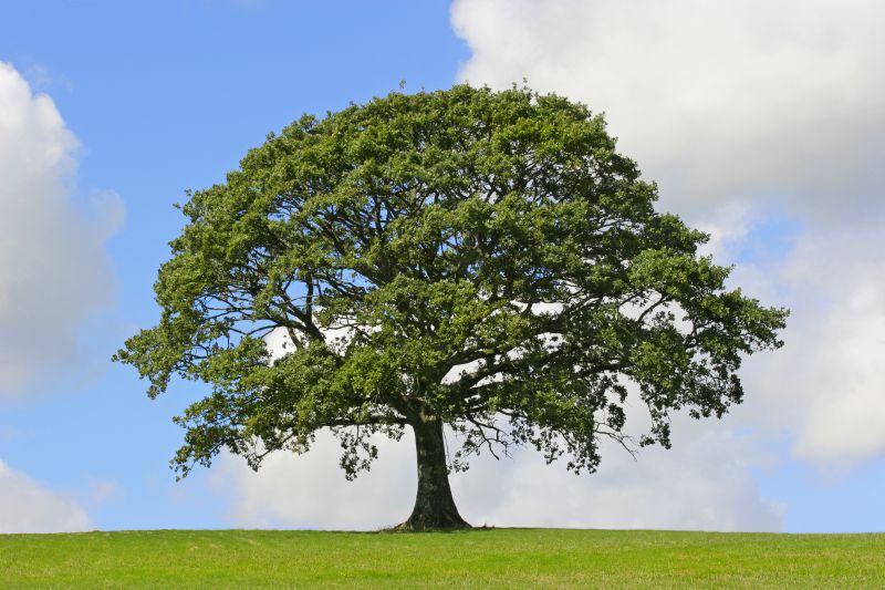 Increased Sunlight and Air Circulation!